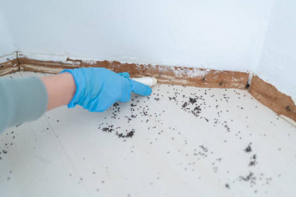 Wasp Removal Services in Oceano, CA